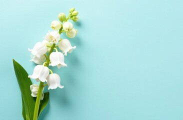 White lily of the valley on blue background with space for text, card template