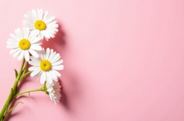 Mono bouquet of white daisies on pink background with space for text, card template