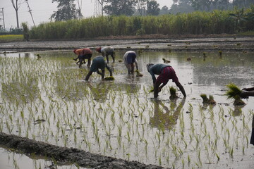 The farm workers are working in the flooded paddy field for rice cultivation 