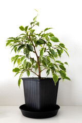 Ficus Benjamina, Lovely grows in a black pot on a white background. Photo