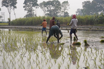 Farm workers are sowed paddy in the paddy field in a traditional way 