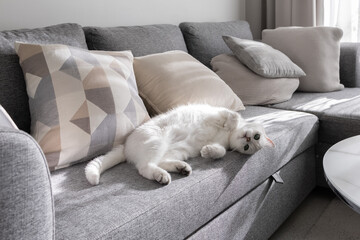 The white british cat lies belly up on the gray sofa in the living room. Photo