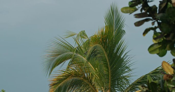Oriental magpie-robin Copsychus saularis Sit and flying above palm leaves. Small passerine bird that was formerly classed as a member of the thrush family Turdidae, but now considered an Old World