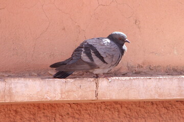 close-up of a pigeon sitting on a house