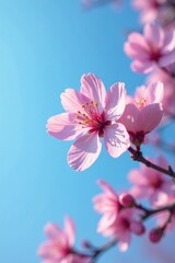 Fototapeta premium A sakura flower in full bloom against a blue sky, nature, blossom color, flowers