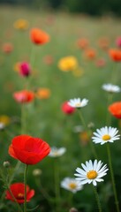 Obraz premium Daisies and poppies blooming amidst tall cornflowers, wildflowers, blooming flowers