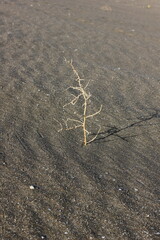  desiccated, lonely plant in the desert sands