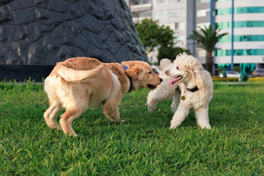 Golden retriever puppy plays with poddle