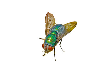 green fly insect on white background cutout