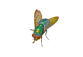 green fly insect on white background cutout