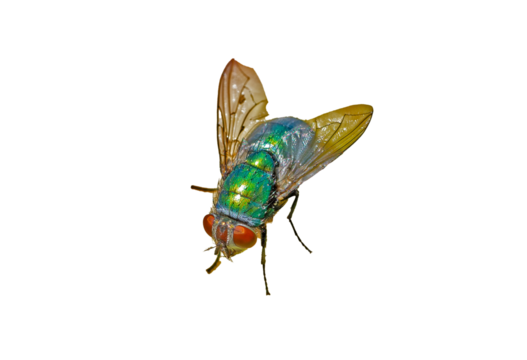 green fly insect on white background cutout