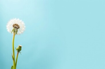 Fototapeta premium White dandelion on blue background with space for text, card template
