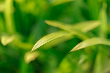 Close up Green leaves background