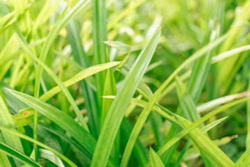 Close up Green leaves background