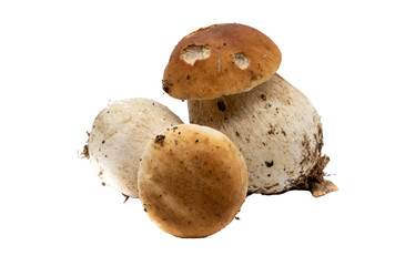 fresh Porcini mushroom isolated on white cutout © Animaflora PicsStock