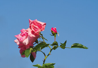 Pink rose flower on blue sky background. Pink summer flower. Climbing or rambler rose growing in garden. Garden background. Flowers layout, card, love, romantic. Summer landscape. Turquoise blue sky.