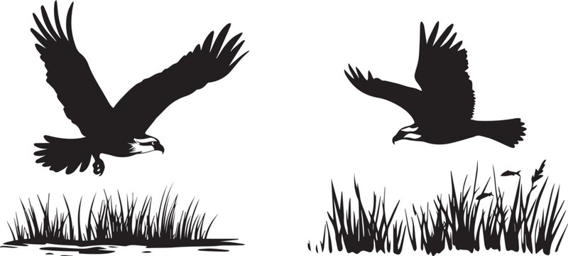 Silhouette of an osprey in flight vector silhouette