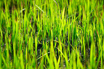 Lush Green Rice Plants Growing in Fertile Field Under Bright Sunlight