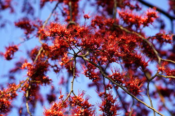 Vibrant Red Blossoms on a Branch Against Clear Blue Sky