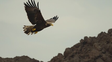 Fototapeta premium Eagle soaring over rocky mountains, wildlife flight, nature background, perfect for nature documentaries