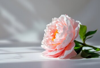Elegant Pink Peony Flower in Soft Light Photography