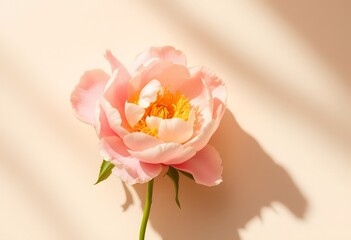 Pink Peony Flower in Soft Sunlight Photography