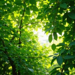 Fototapeta premium Dappled sunlight filters through green leaves, foliage, tree canopy