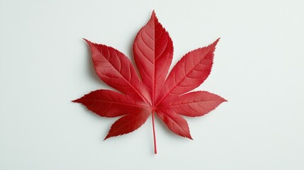 Glittery Red Maple Leaf on White Background