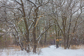 calm winter forest covered by a snow, seasonal outdoor scene
