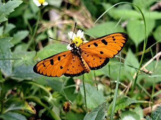 butterfly on flower