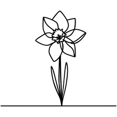 Continuous one line drawing of daffodil flowers. Vector illustration.