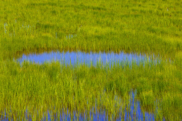 closeup small pond in a grass, spring flooded green field background