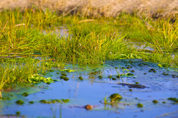 closeup small pond in a grass, spring flooded green field background