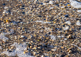Assorted sea shells on wet beach