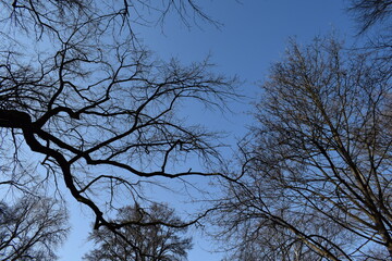 winter tree branches against the sky