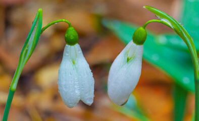 closeup white snowdrop flowers in a forest, beautiful spring natural background