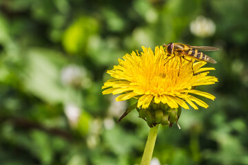 An orange bee with pollen pollinates yellow dandelion flower
