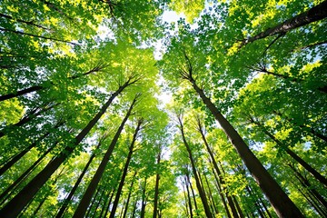 Obraz premium Lush green forest canopy with sunlight filtering through leaves.