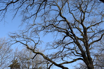 winter tree branches against the sky