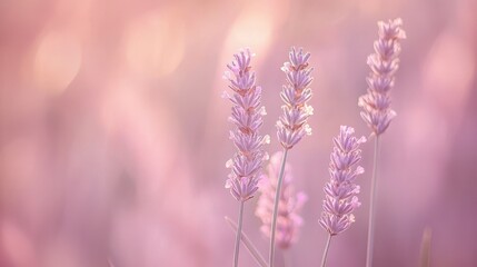 Obraz premium Soft lavender blossoms captured in serene pastel bokeh during a warm sunset hour