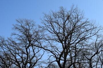 winter tree branches against the sky