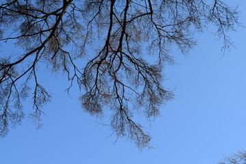 winter tree branches against the sky