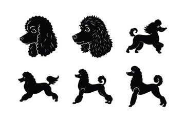 Poodle silhouette set in black on white background
