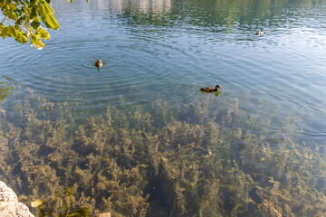 Ducks swimming in Lake Bled.