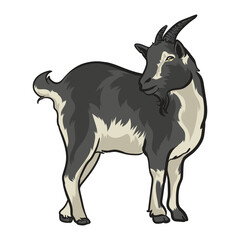 Nigerian dwarf goat with separate white background high quality