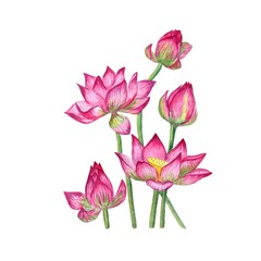 LotusFlower,NatureBeauty,PinkLotus,FloralArt,WaterLily,FlowerLovers,BotanicalIllustration,SereneVibes,LotusBloom,NaturalElegance