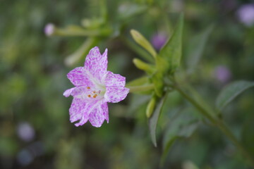 The marvel-of-peru flower in close up with a blurry background