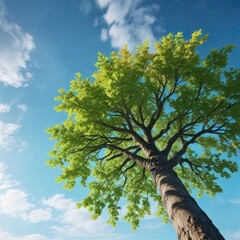 Fototapeta premium Un arbre ? feuilles vertes sous un ciel bleu clair, landscape, green leaves, clear sky