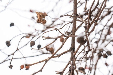 A delicate close-up of bare branches covered in snow, showcasing the intricate details of frost-kissed twigs against a soft, muted winter background. The contrast highlights a seasonal transformation