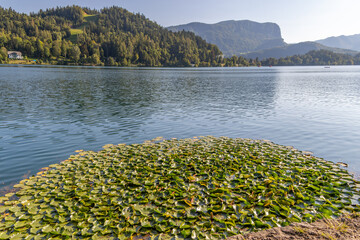 The Bled lake with forested mountains in the background in Slovenia.